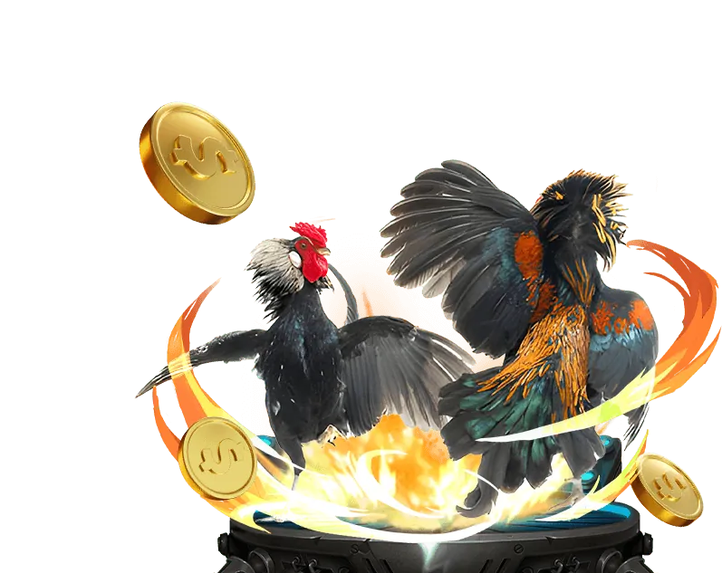 Quy tắc cá cược đá gà soco live, gà chiến